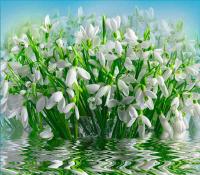 Фотообои Подснежники (294*260) (12л) VIP Тула